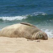 Hawaiian monk seal rests on beach