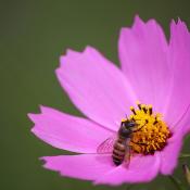 Bee on pink coreopsis