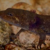 Idaho giant salamander larva