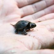 Juvenile bog turtle