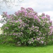 Blooming lilac bush