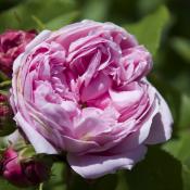 Lokelani, or Damask rose with buds