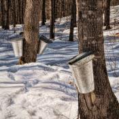 Maple tree taps in Gorham, Maine