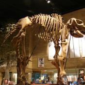 Mastodon fossil skeleton