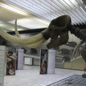 Mastodon fossil