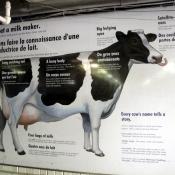 Meet a milk maker - illustration of dairy cow