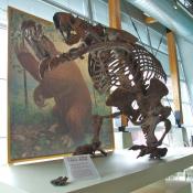Jefferson's ground sloth fossil skeleton; Megalonyx jeffersonii