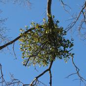Mistletoe in oak tree