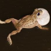 New Mexico spadefoot toad calling for a mate