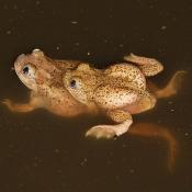 New Mexico spadefoot toads (Spea multiplicata)