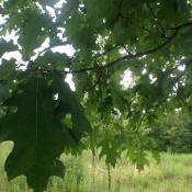 Northern red oak leaves in summer