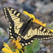 Image of Oregon Swallowtail butterfly by Alan Schmierer