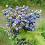 Ripening Oregon grape berries