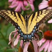 Female eastern tiger swallowtail butterfly (Papilio glaucus)