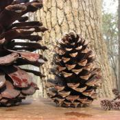 3 pine cones: longleaf pine, loblolly pine, alder