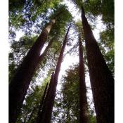Douglas fir trees (Pseudotsuga menziesii)