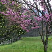 Redbud tree in spring