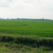 Rice field near Little Rock, Arkansas