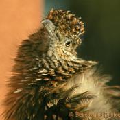 Greater roadrunner
