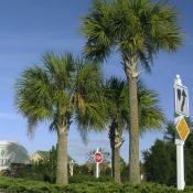 Sabal palmetto trees
