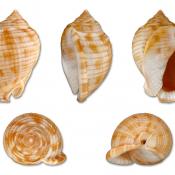Scotch bonnet shells