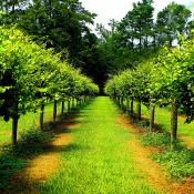 Scuppernong grape vines in North Carolina