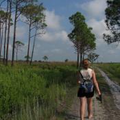 Southern longleaf pine walk