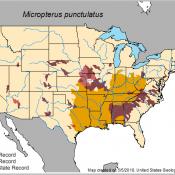 Map: native range of Micropterus punctulatus (spotted bass)