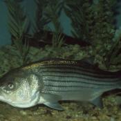 Rockfish (striped bass)