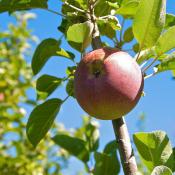 The Mighty Apple