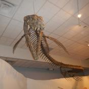 Tylosaurus fossil skeleton