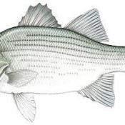 White bass sketch