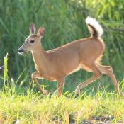 Pennsylvania State Animal | White-tailed Deer