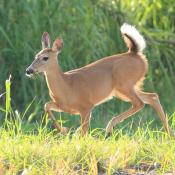 White-tailed deer doe flashes a warning
