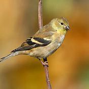 Female eastern goldfinch
