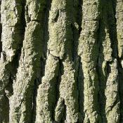 Bark of the eastern cottonwood tree (Populus deltoides)