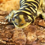 Barred tiger salamander