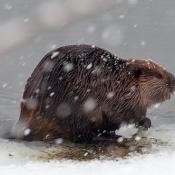 Beaver (Castor canadensis) in the snow