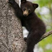 Black bear cub in tree