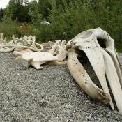 Bowhead whale skeleton in Anchorage, Alaska