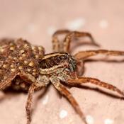 Carolina wolf spider carrying hatchlings on its abdomen