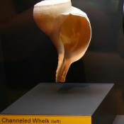 Channeled whelk (Busycon canaliculatum) 