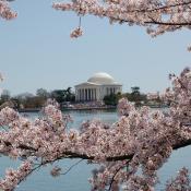Cherry trees blossoming in Washington DC