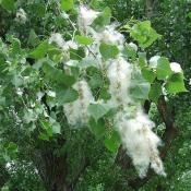 Cottonwood tree cotton (Populus deltoides)