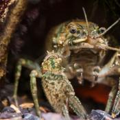 Crayfish close-up