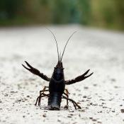 Defensive crayfish (also called crawfish or crawdad)
