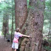 Virgin timber eastern hemlock trees