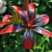 Fabulous flower at Morris Arboretum & Gardens