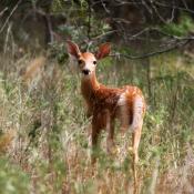 White-tailed deer fawn
