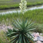 Flowering yucca plant